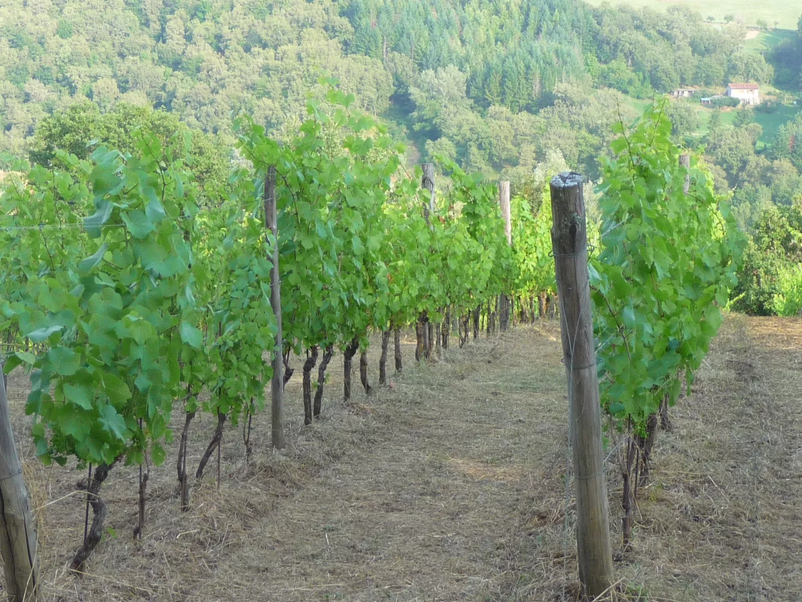 Lindenhaussiedlung mit Gemeinschaftspool-Image-tags.info