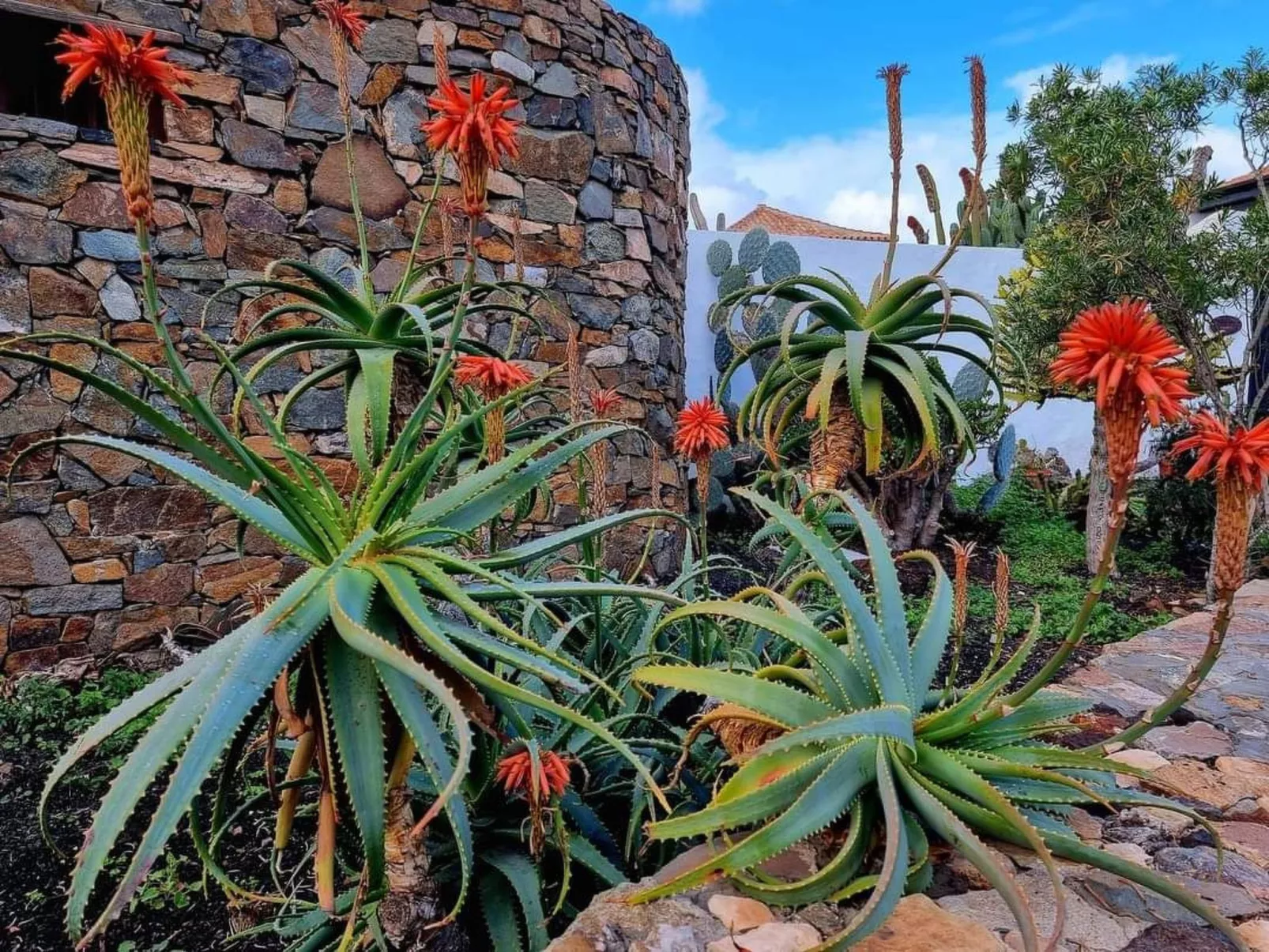 Casa Rosa-Image-tags.info