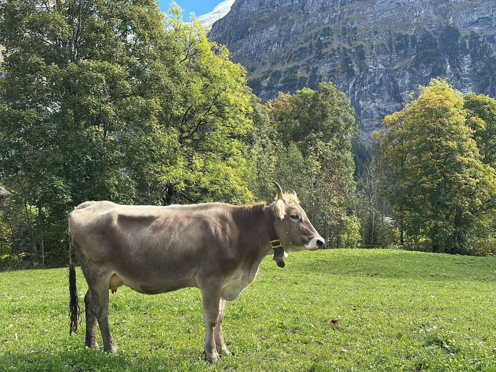 Chalet Wieseli-Image-tags.info