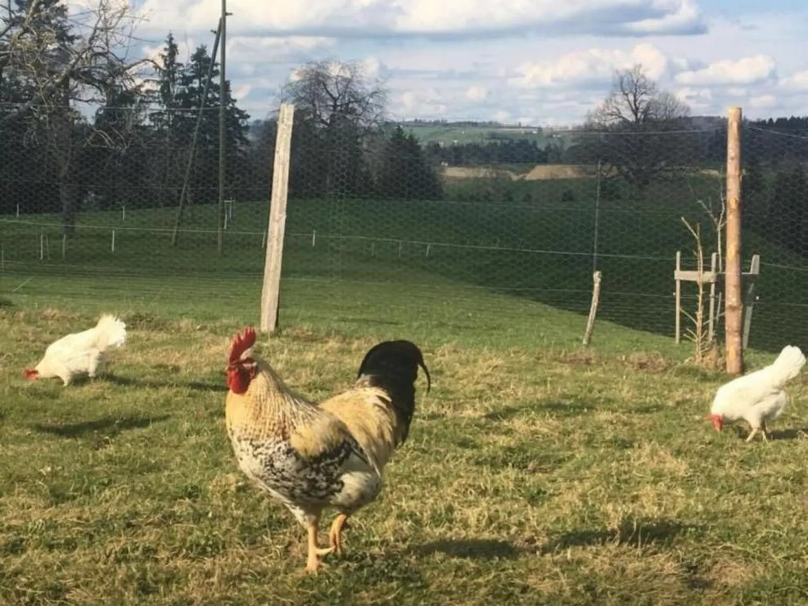 Steinern-Image-tags.info