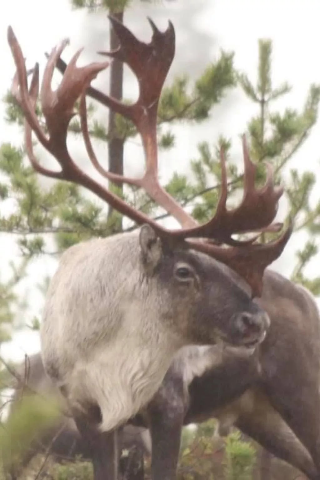 Zu vermieten in der Nähe von Jokkmokk-Buiten