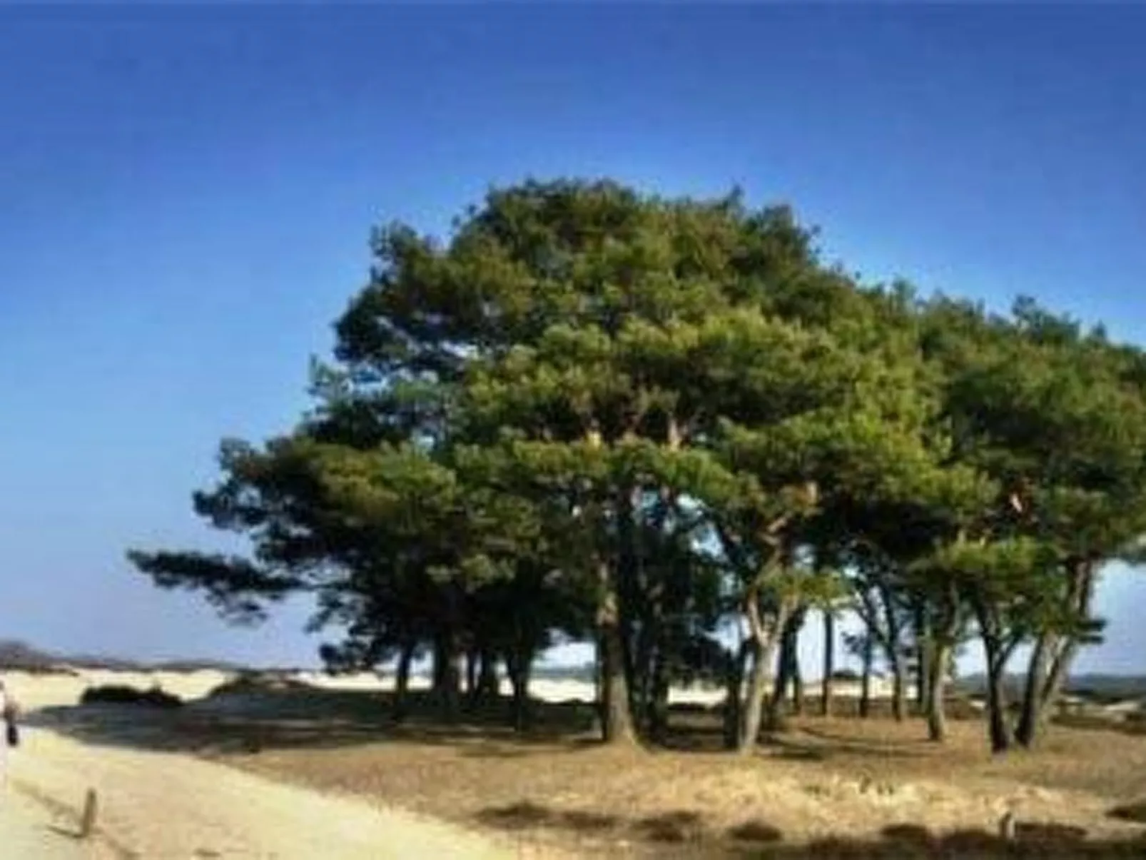 't Anderhoes-Image-tags.info