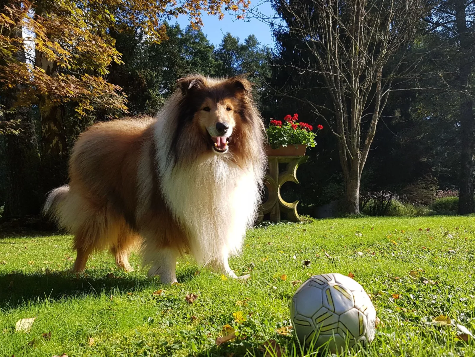 Ferienvilla mit eigener Sauna-Buiten