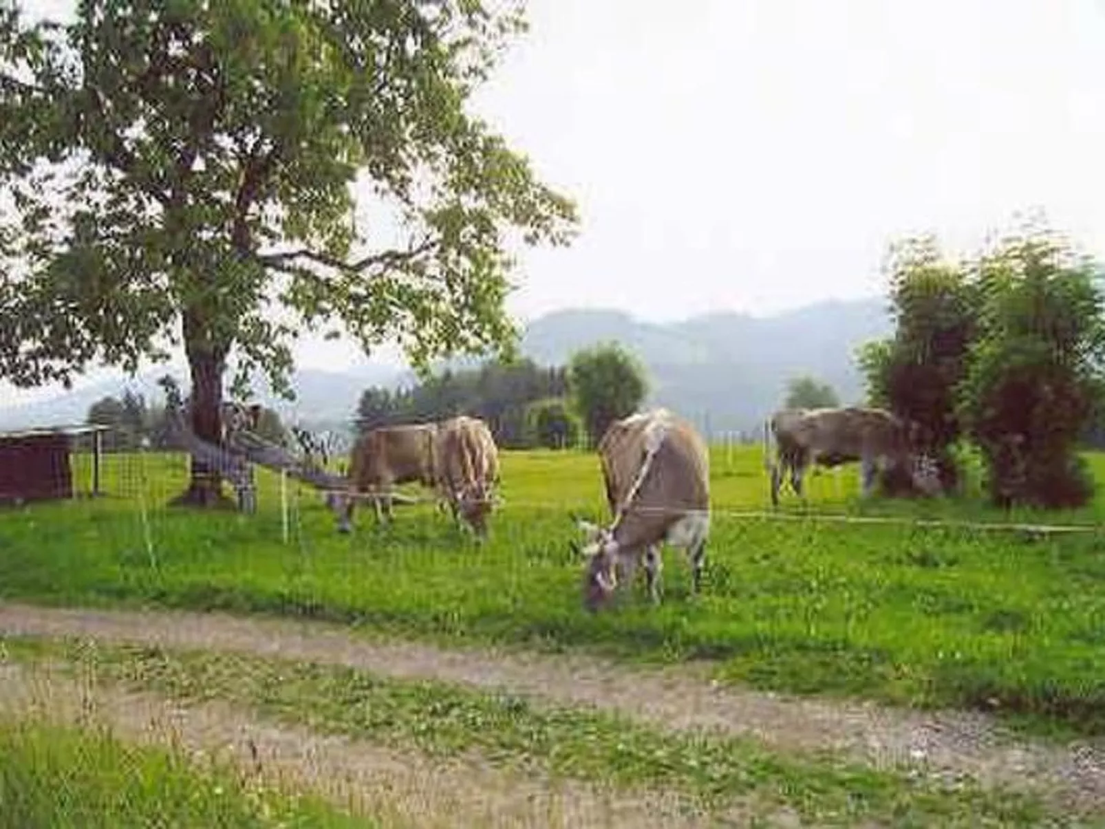 Bauernhof ufem Berg-Buiten