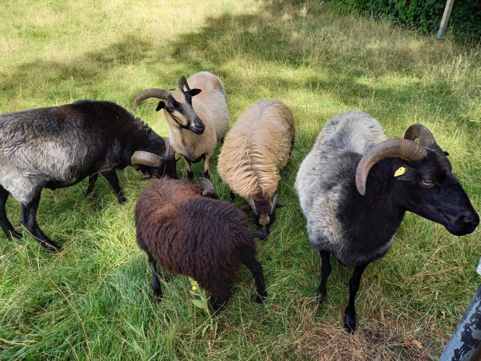 Haus Elbrose inmitten von Rosen mit Elbdeichzugang-Image-tags.info