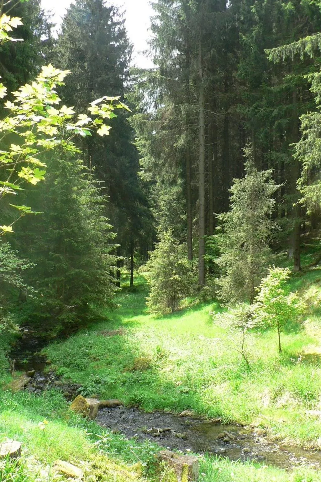 Für 9 Personen im Thüringer Wald-Image-tags.info