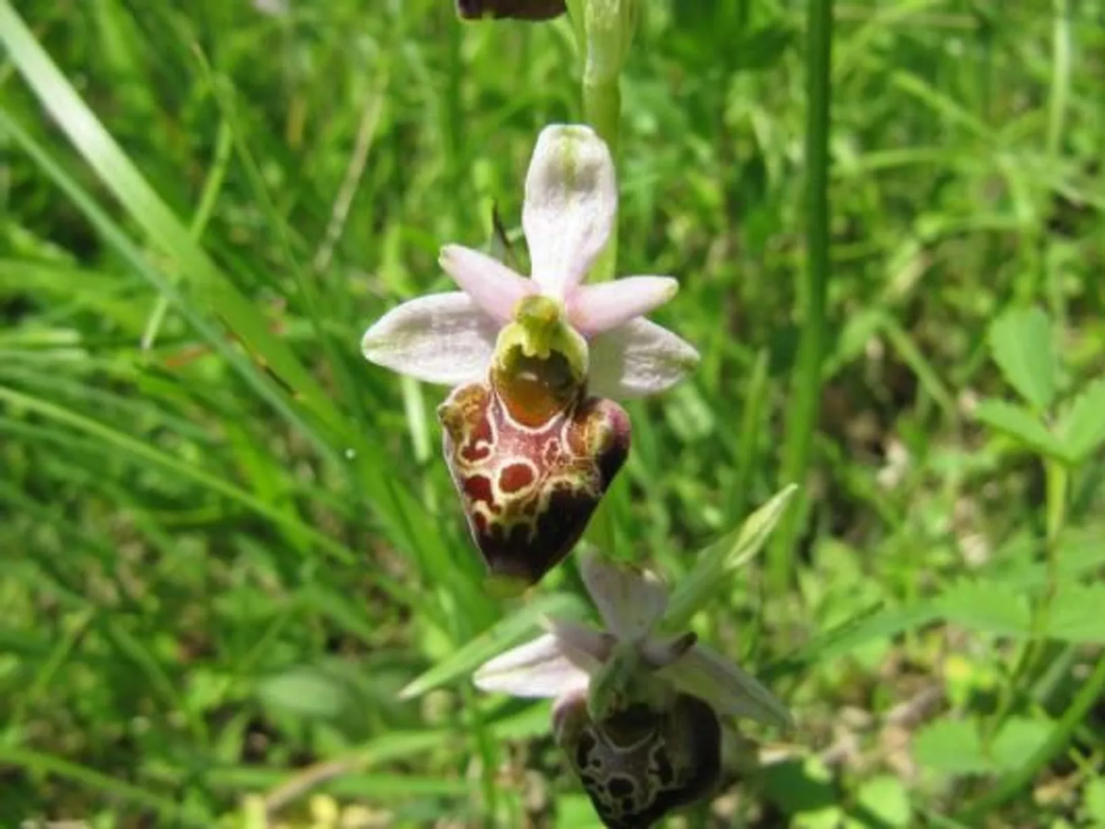 Appartement in Schelingen mit Garten und Grill - Image-tags.info