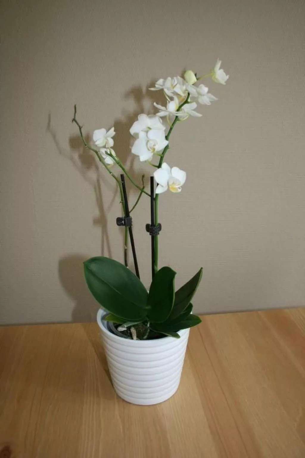 Småland ausserhalb Älmhult-Binnen