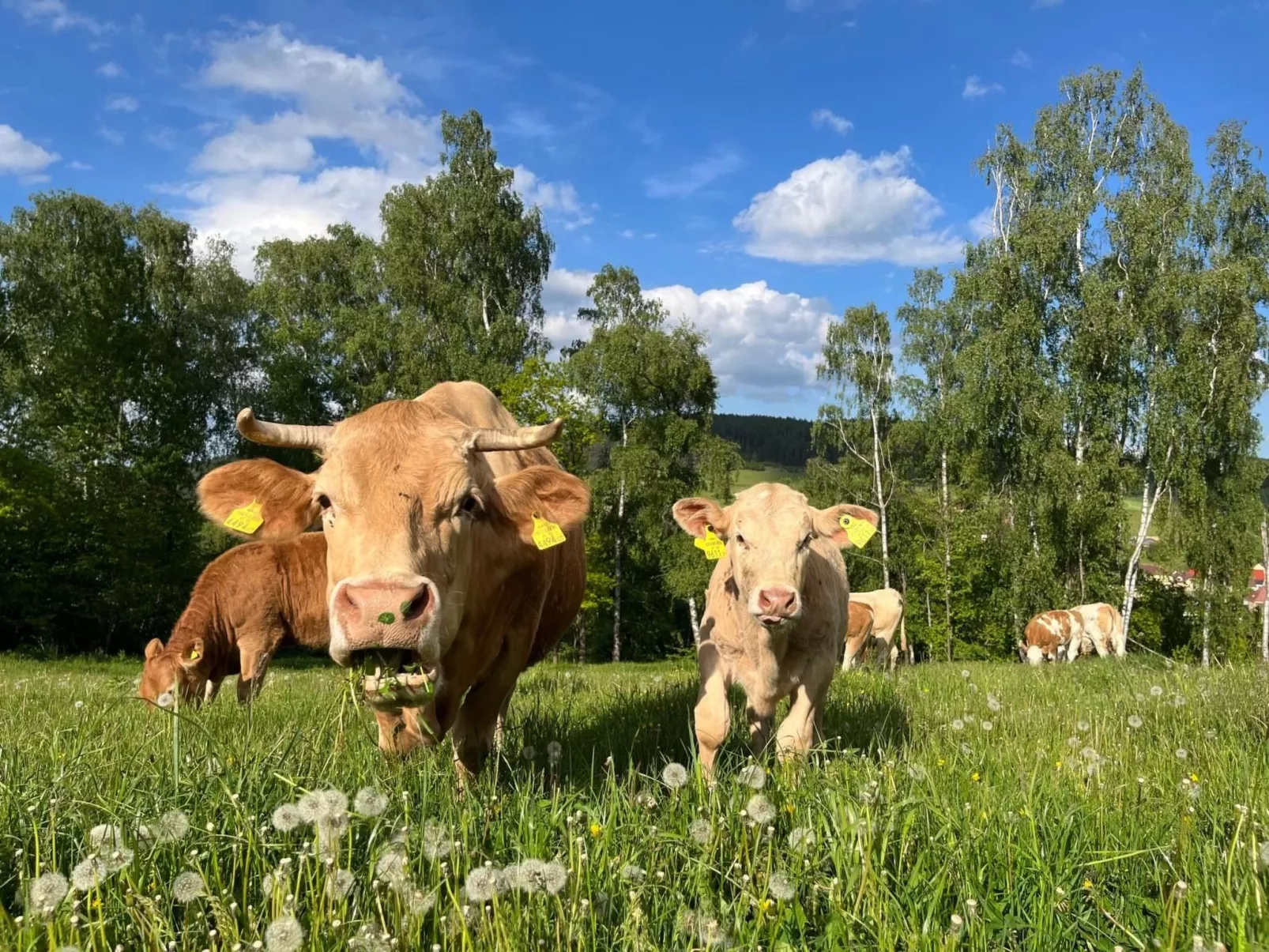 Wandlhof Ferienwohng-Buiten