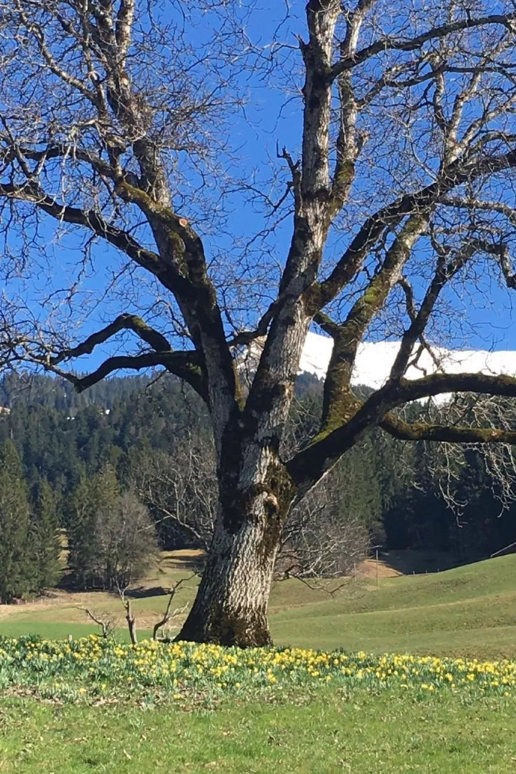 Chalet Park-Image-tags.info