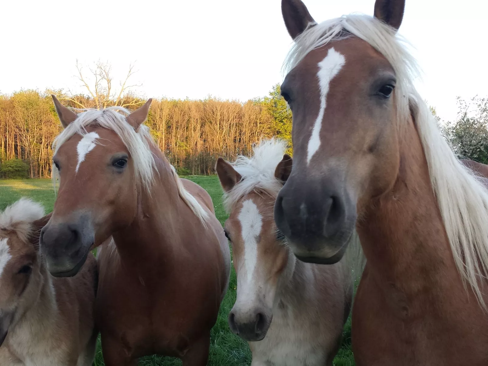 Komfortable Ferienwohnung in Waase-Buiten