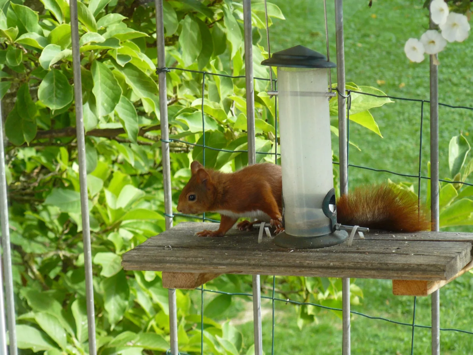Haus Ahorn Ferienwohnung-Buiten