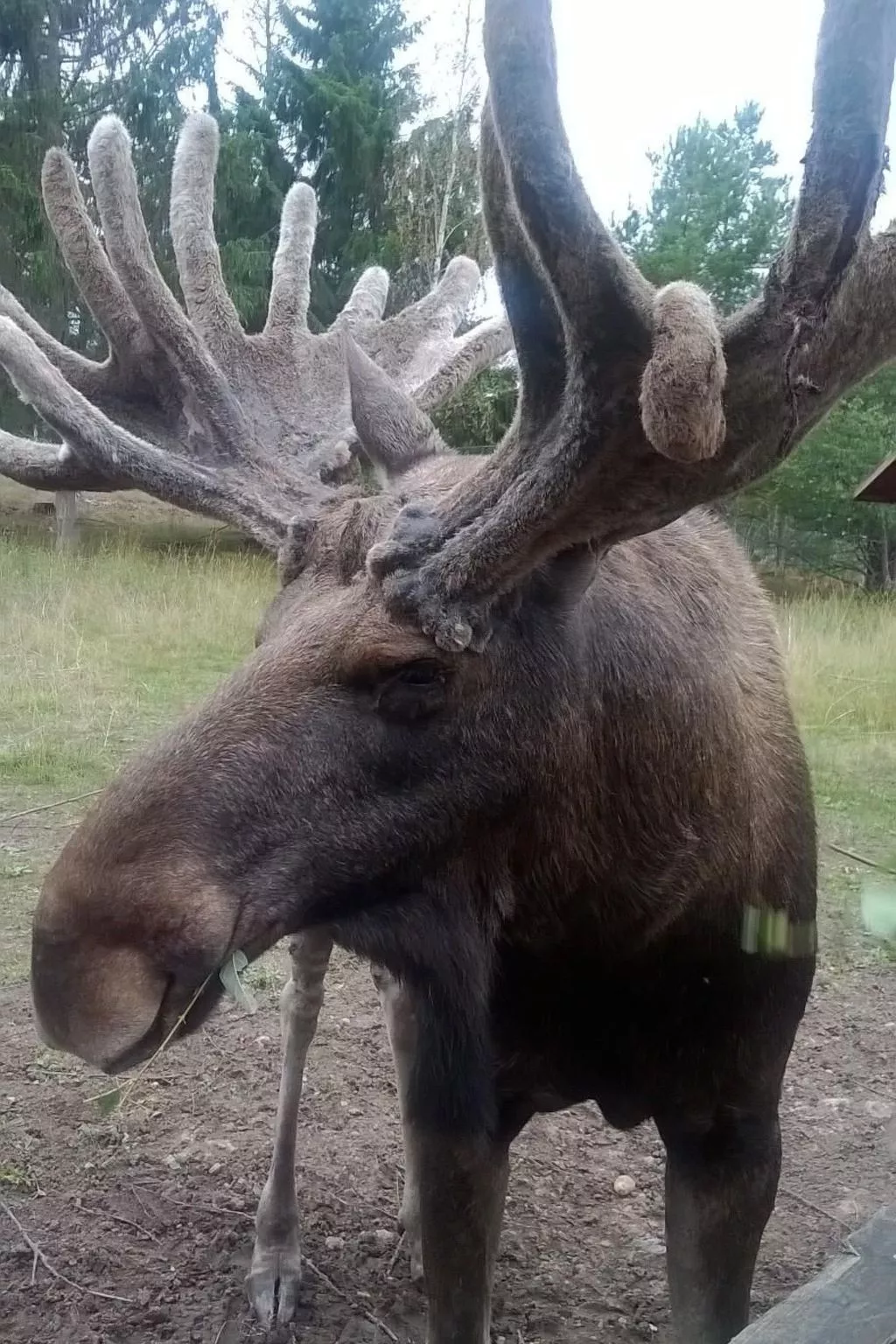 Karlsson-Image-tags.info