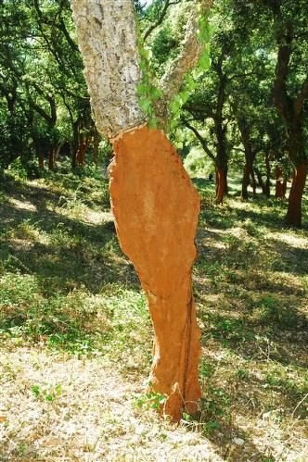 Wunderschönes Ferienhaus mit eigener Terrasse-Buiten