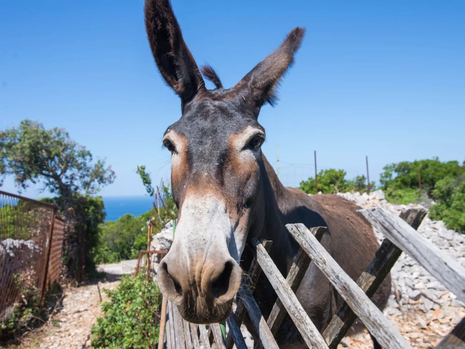Wohnung Nika in Veli Losinj-Buiten