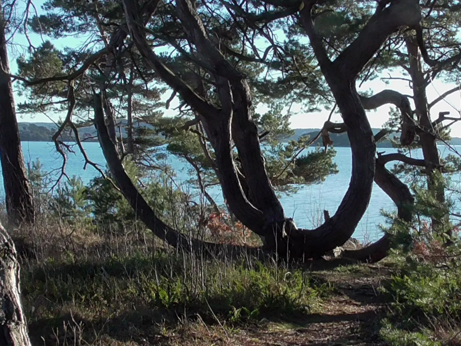 Wunderschönes Cottage "Traum von Wald und Meer"-Buiten