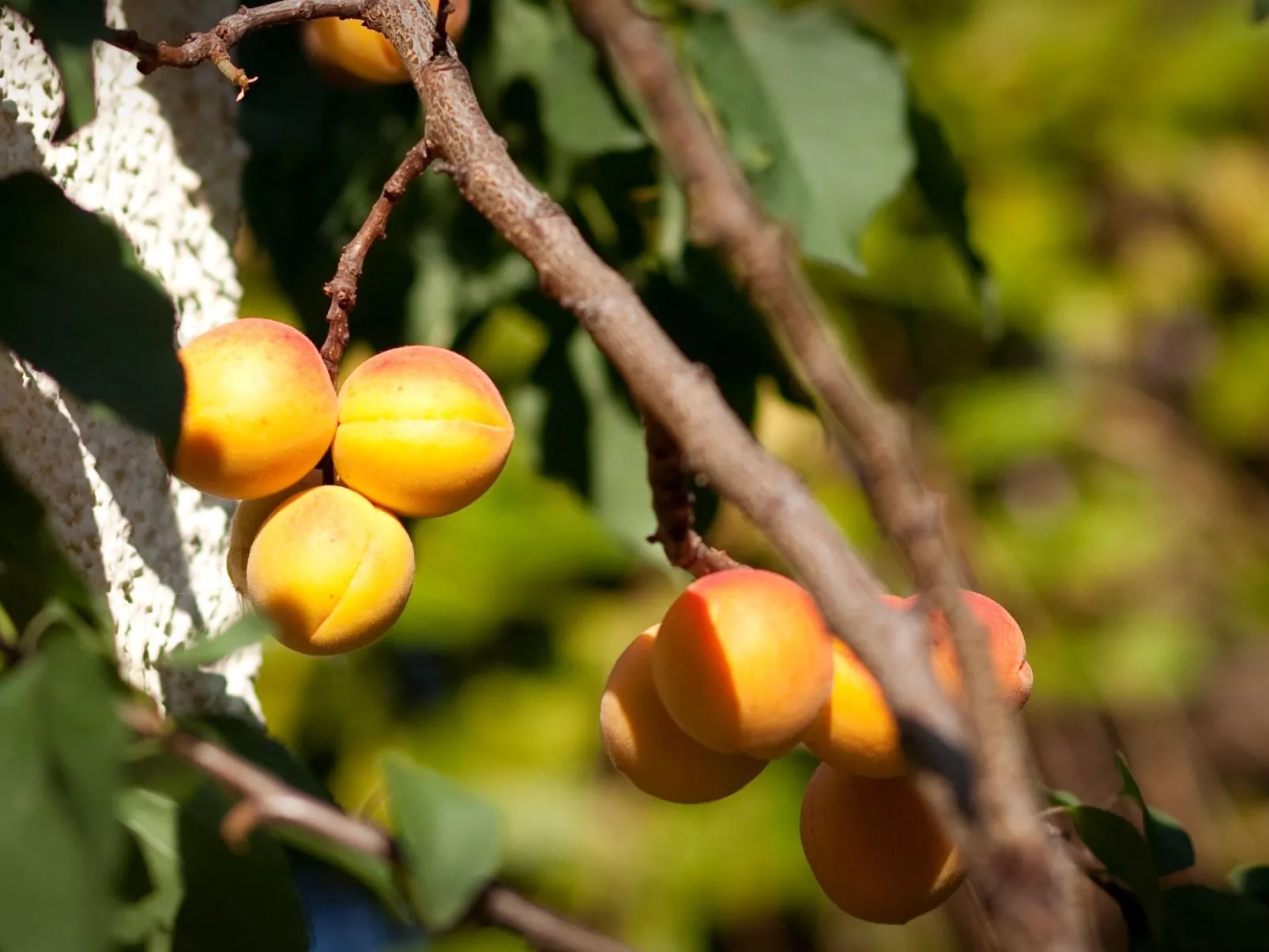 Fewo Ginkgo II-Image-tags.info