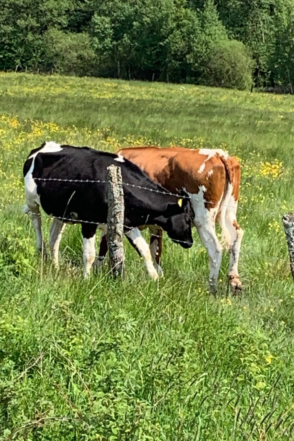 Mit eigener Terrasse-Buiten