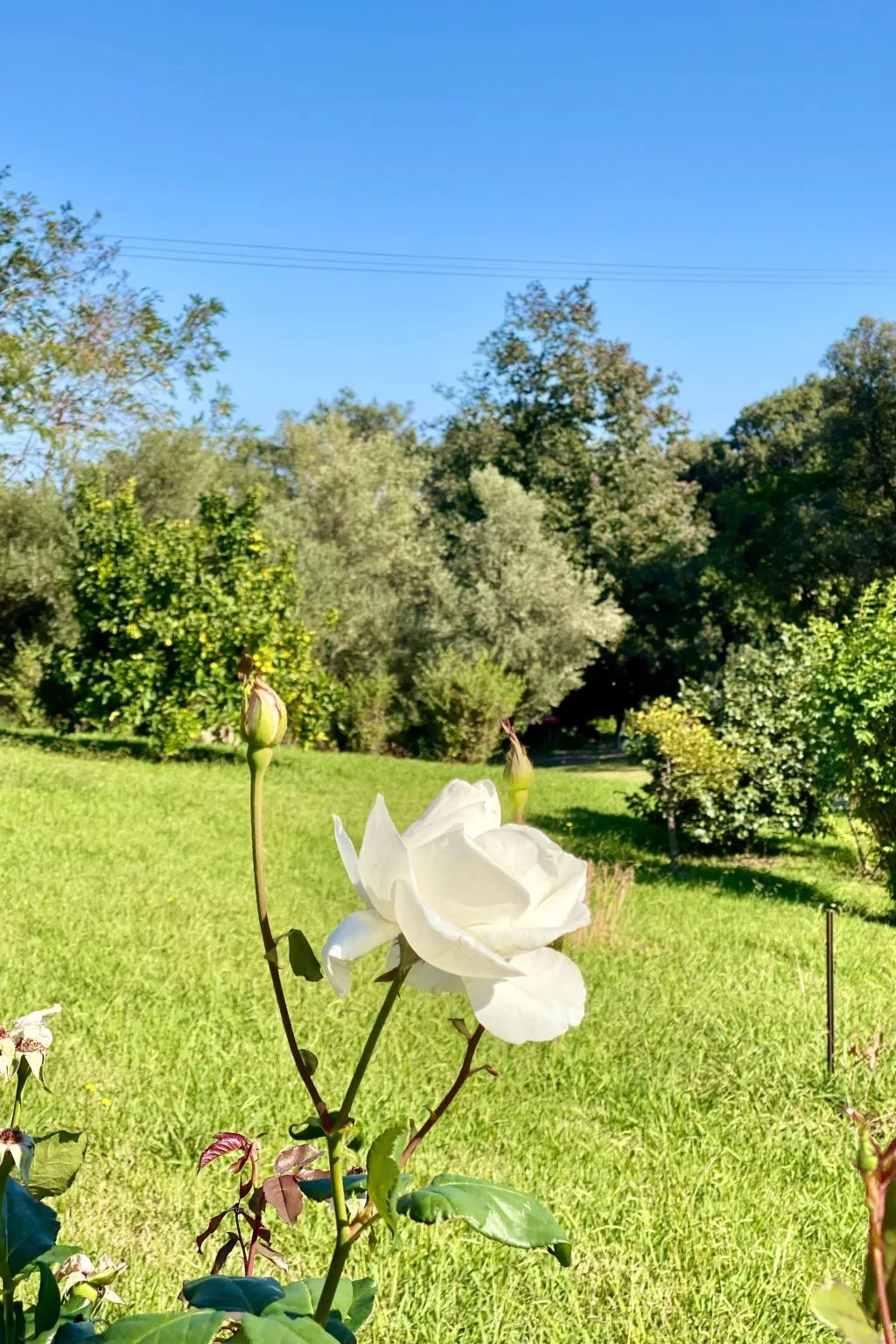 Weingut Punta della Guardia Panorama von Macchia und Meer-Buiten