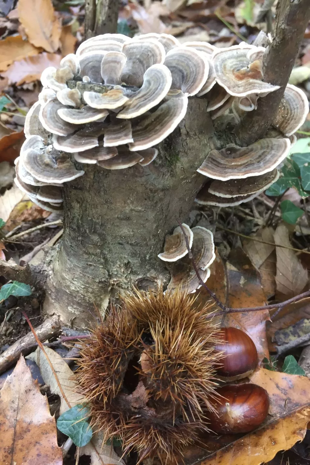 Gartenwohnung im Tessin mit Swimmingpool-Image-tags.info