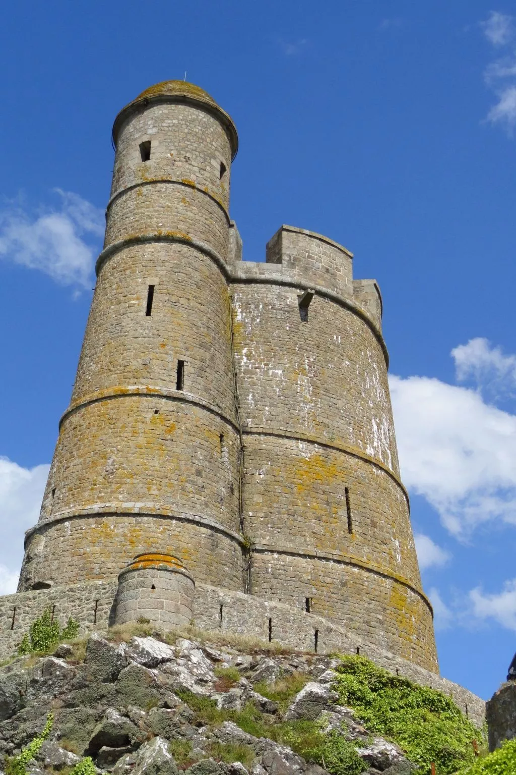 "L'Eucalyptus-Image-tags.info