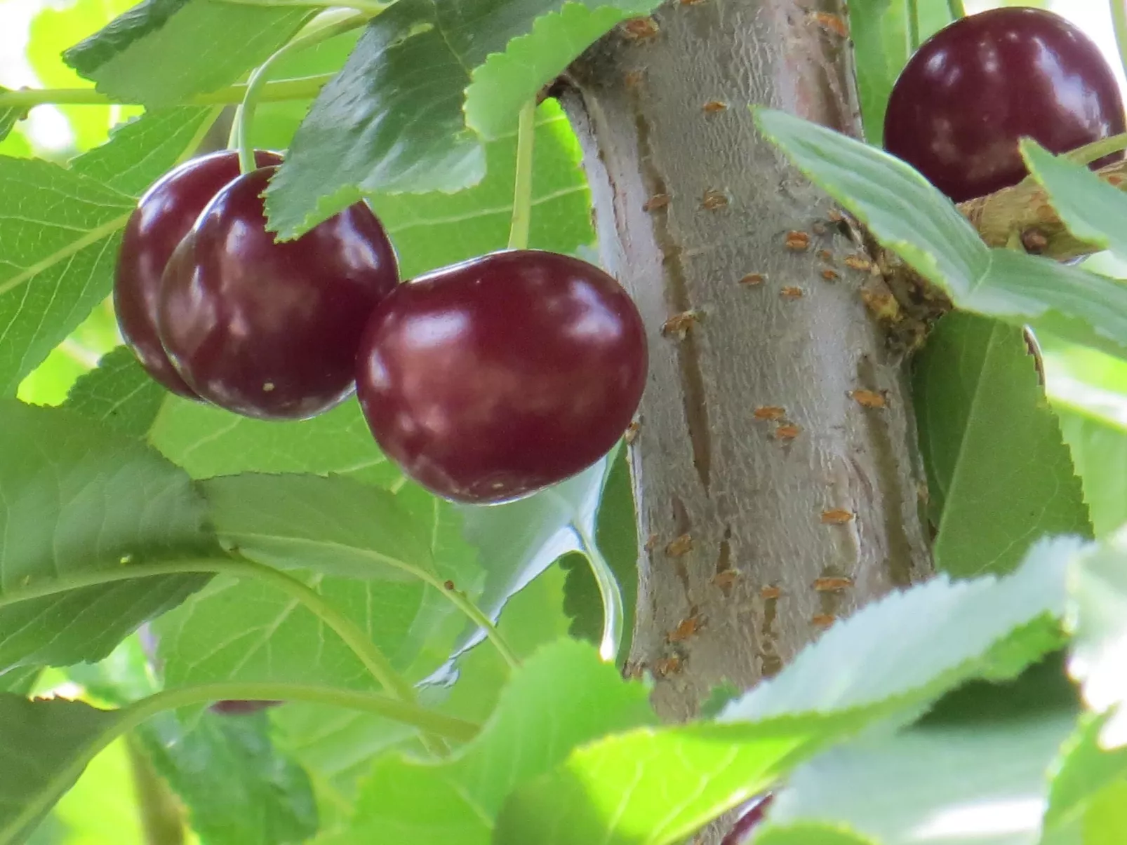 Hungarium am Platte-Buiten