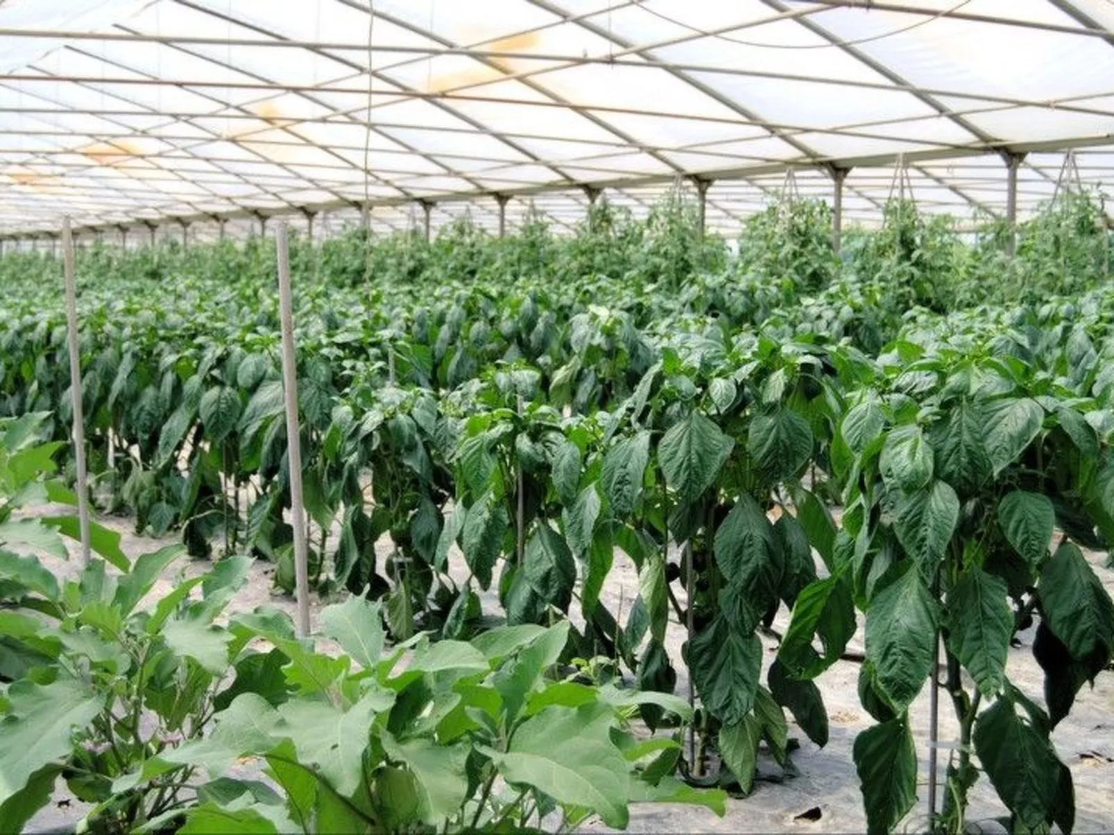 Schöne Wohnung in Venedig mit Garten und Grill-Buiten