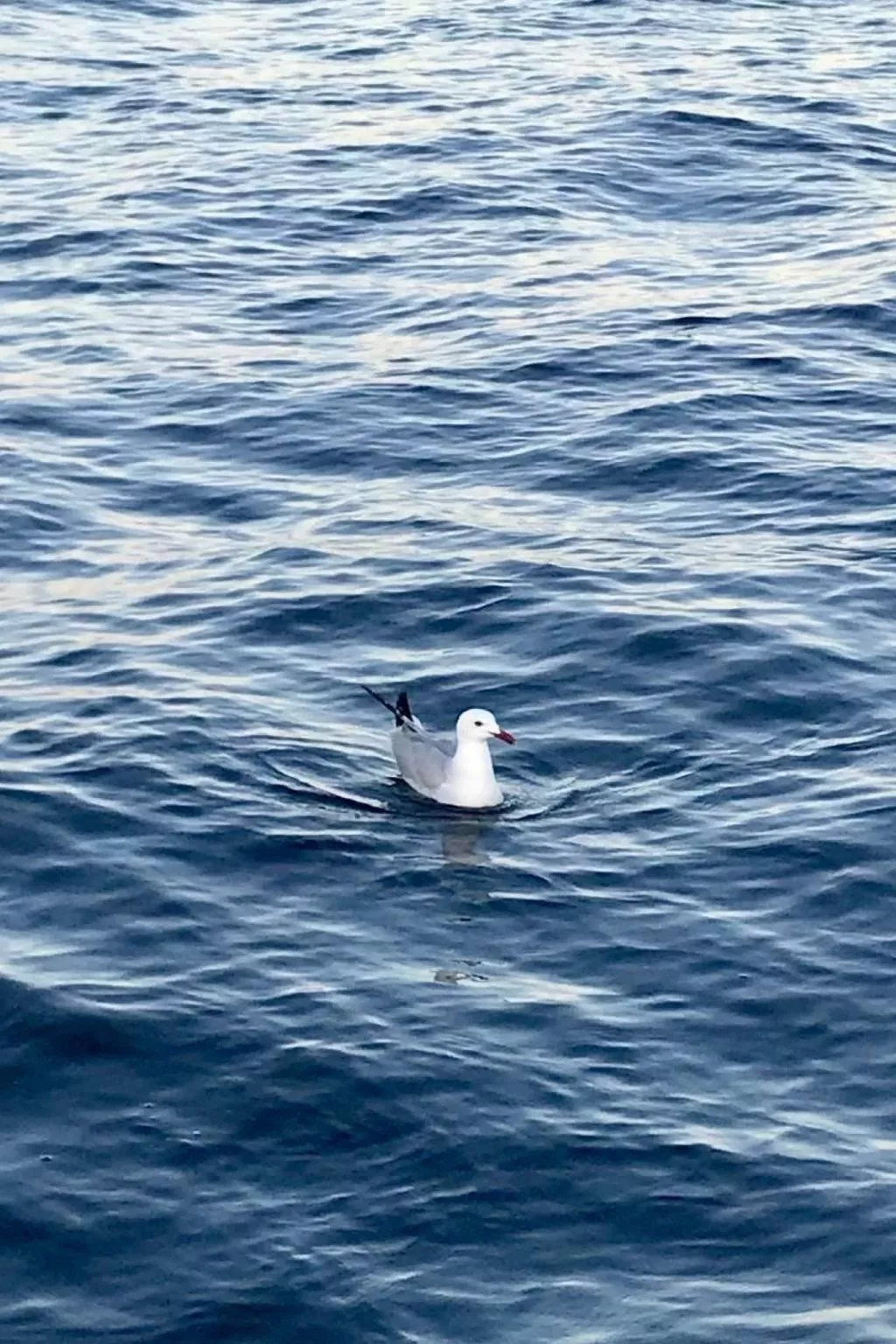 Villa mit privatem Pool-Buiten