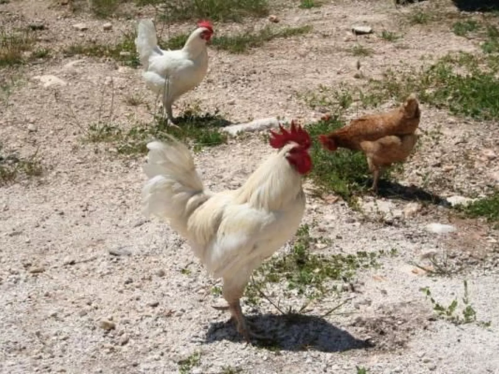 Antike Villa mit privatem Pool, Spa und türkischem Bad-Buiten