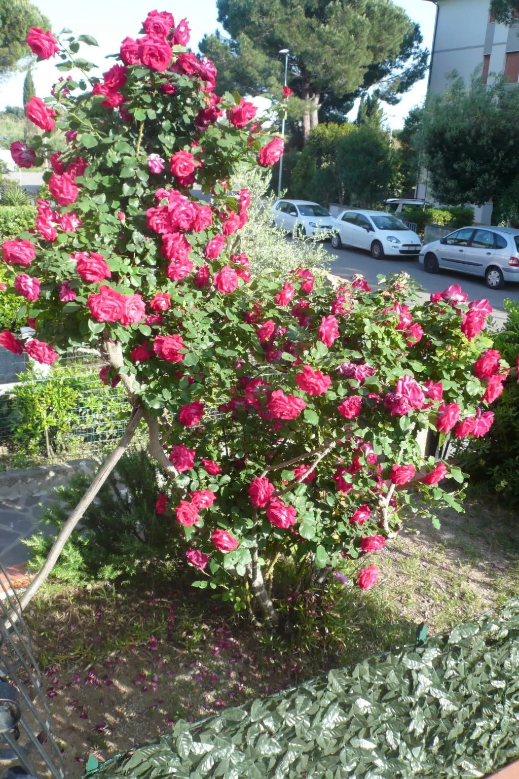 Wohnung mit Garten, Grill und Terrasse-Buiten