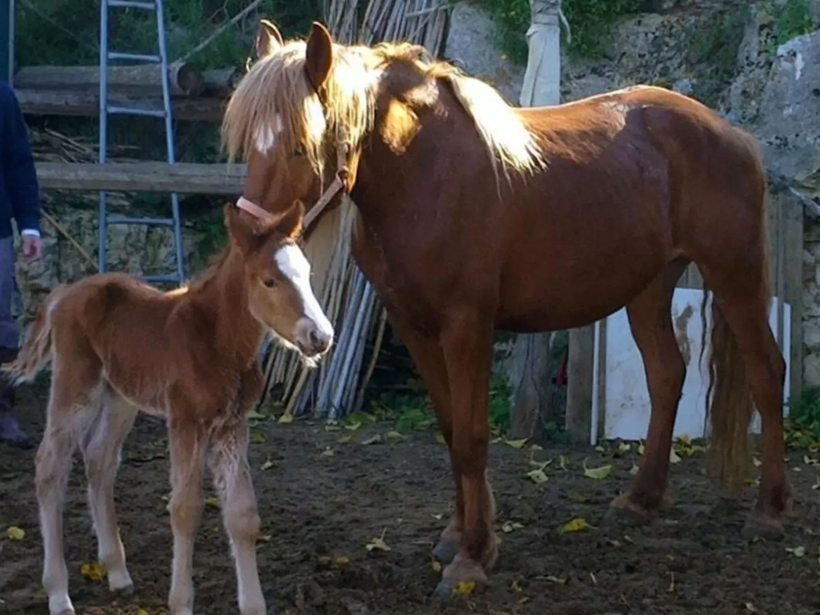 Steinhaus mit Panoramadachterrasse-Binnen