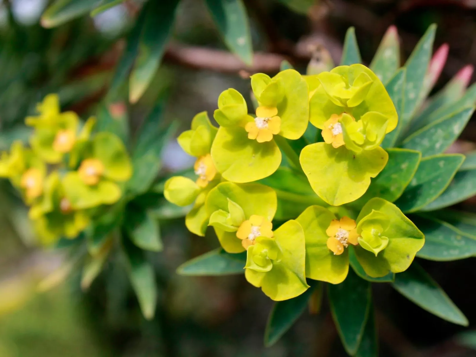 Stazzo mit Garten in Luogosanto-Image-tags.info