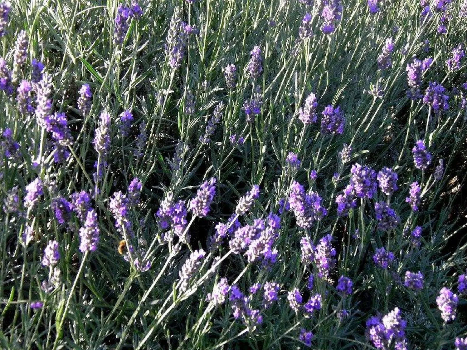 Suite mit Gartenblick-Buiten