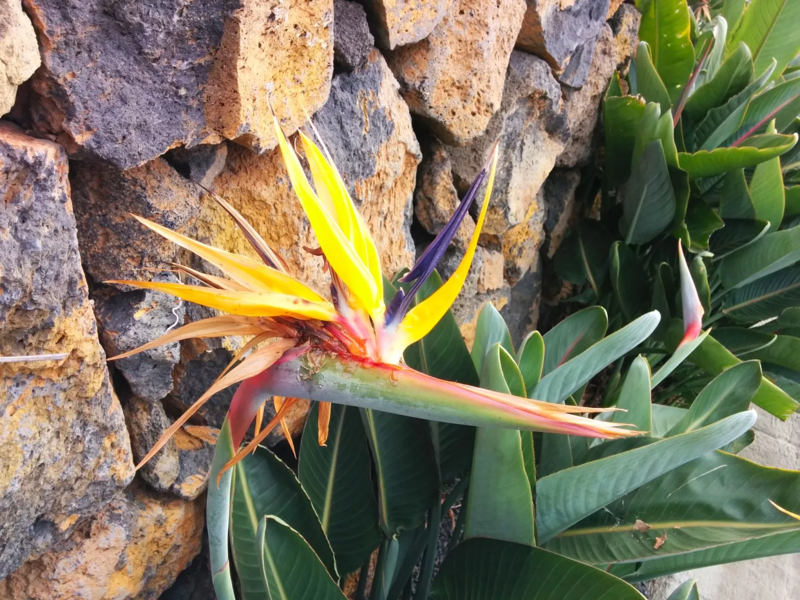 Casa Tanausu - Typisch kanarische Ferienunterkunft-Buiten