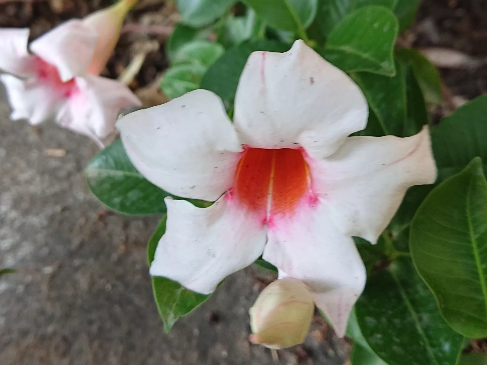 Villa l'Ulivina - Entspannung Garten Sonnenterrasse-Image-tags.info