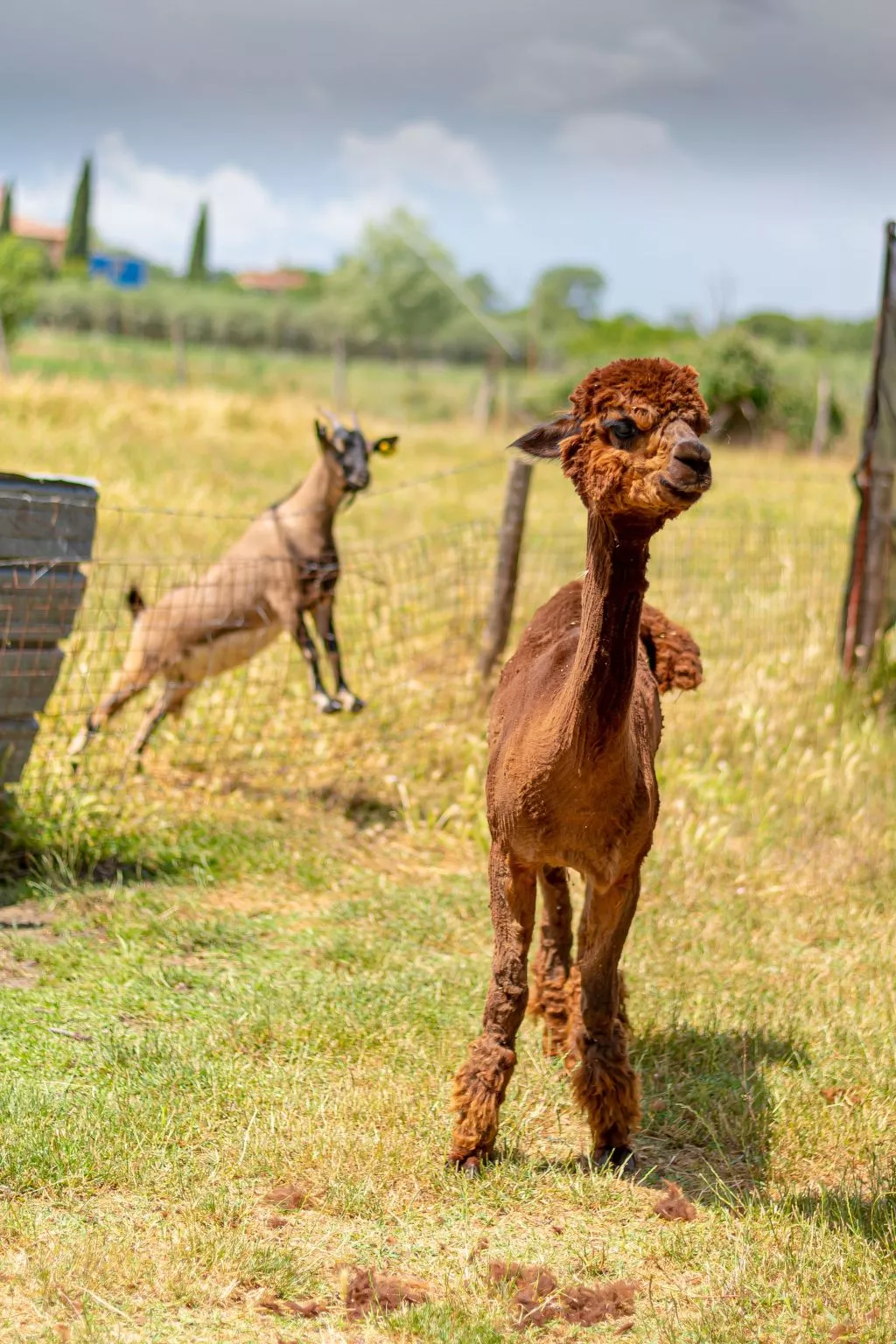 Kormoransee Ferien-Buiten