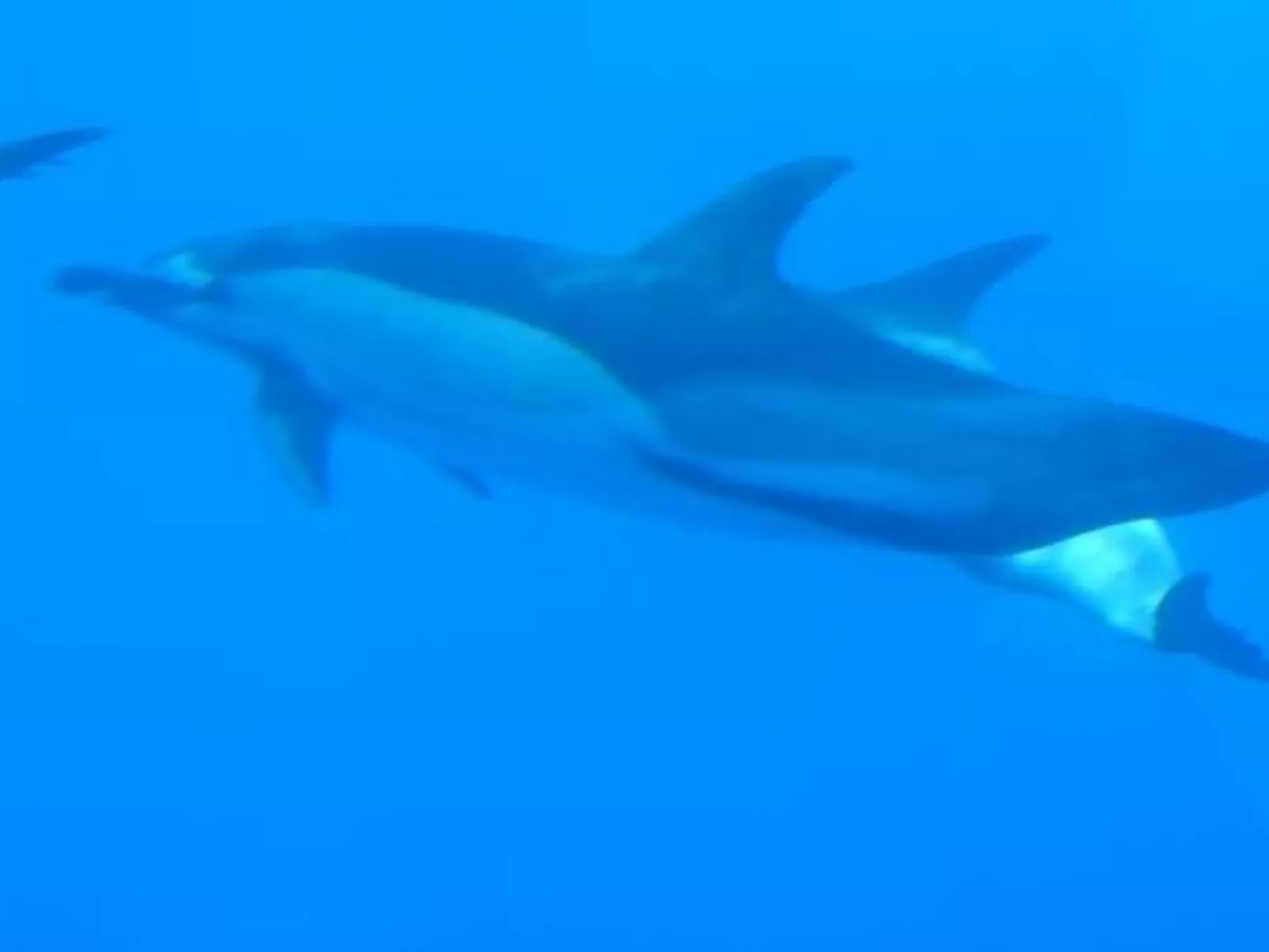 Ruhige Finca Topo del Drago mit Meerblick-Image-tags.info