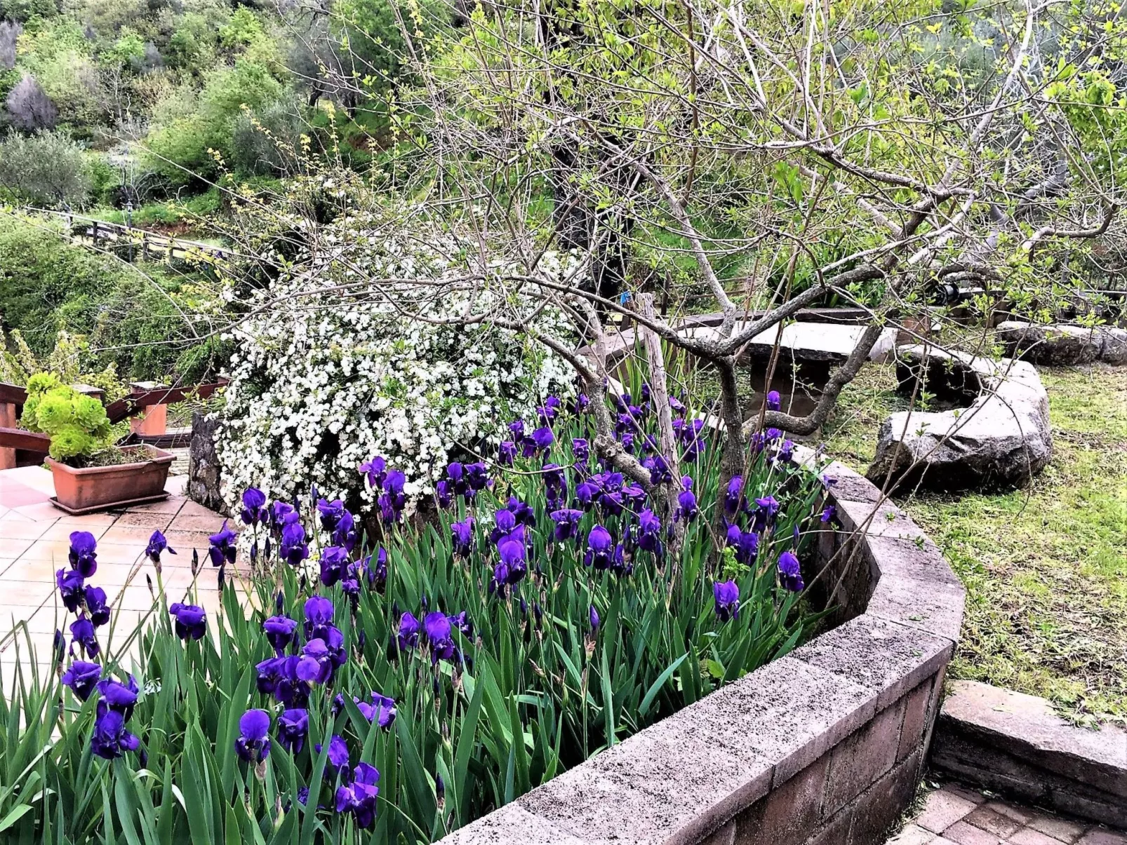 Flache Limone-Buiten