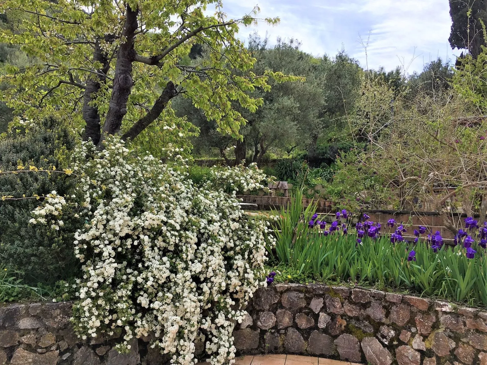 Flache Zeder-Image-tags.info