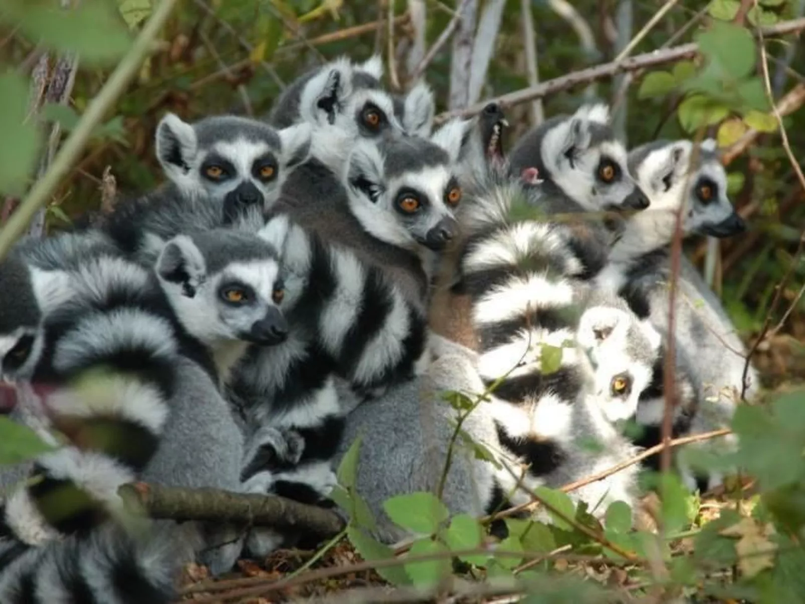 "Il Raggio di Sole" (Der Sonnenstrahl)-Image-tags.info