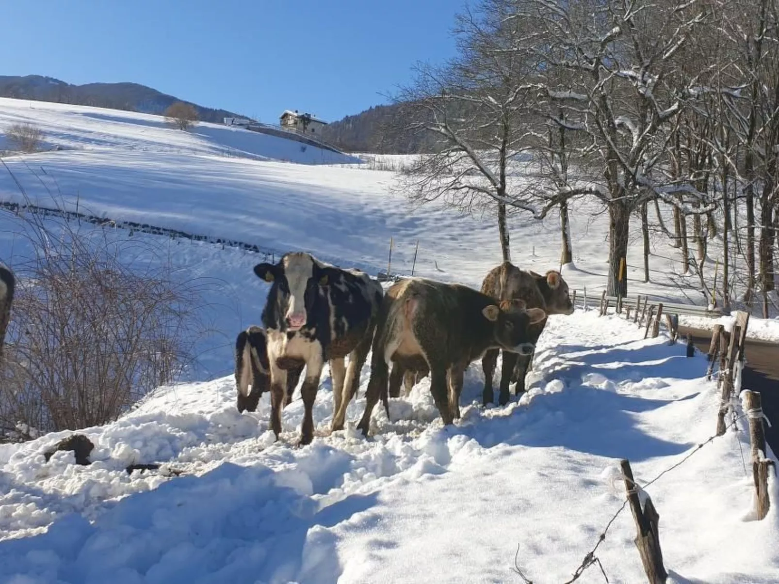 Berghütte mit Wasserblick-Buiten