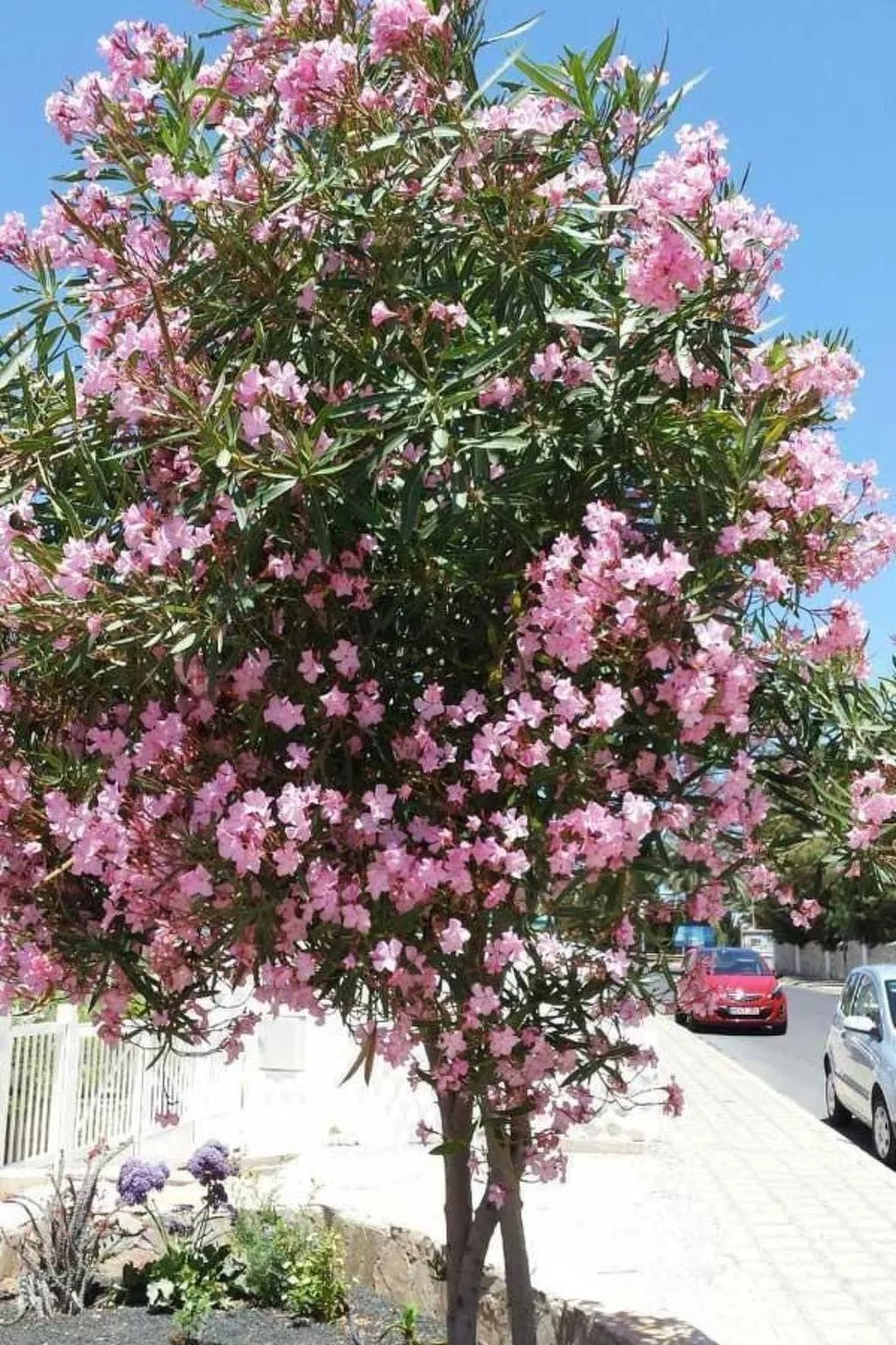 Wohnung "Costa Calma" mit gemeinschaftlichem Pool-Buiten