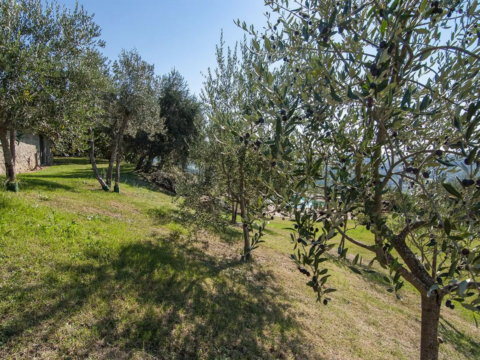 Fichtenhaus mit Schwimmbad zwischen Florenz und-Image-tags.info