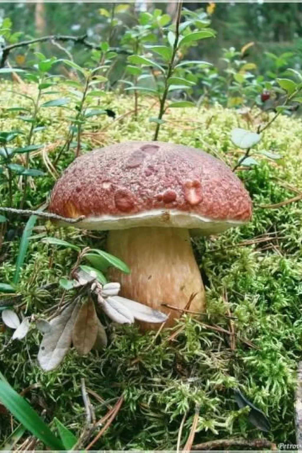 U SEMUSHKY Apartment 3-Image-tags.info