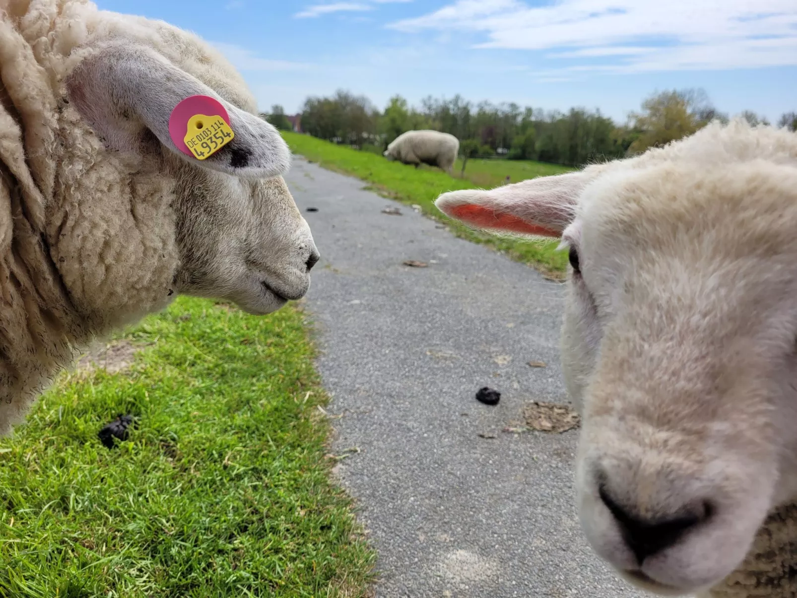 In der Nähe  vom Deich und Strand-Buiten