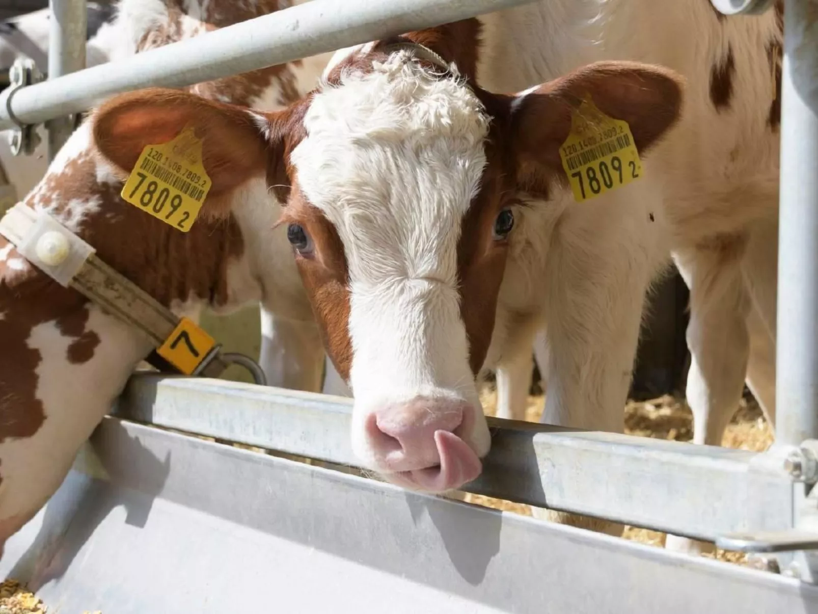 Berghof Hallau kleine Ferienwohnung-Buiten
