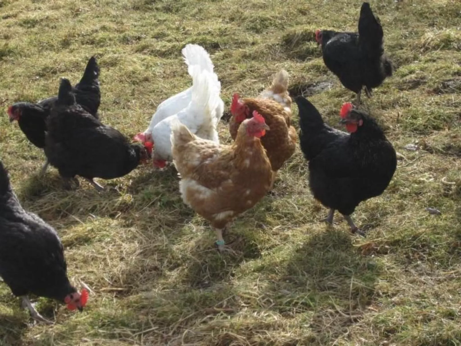 Steinern-Image-tags.info