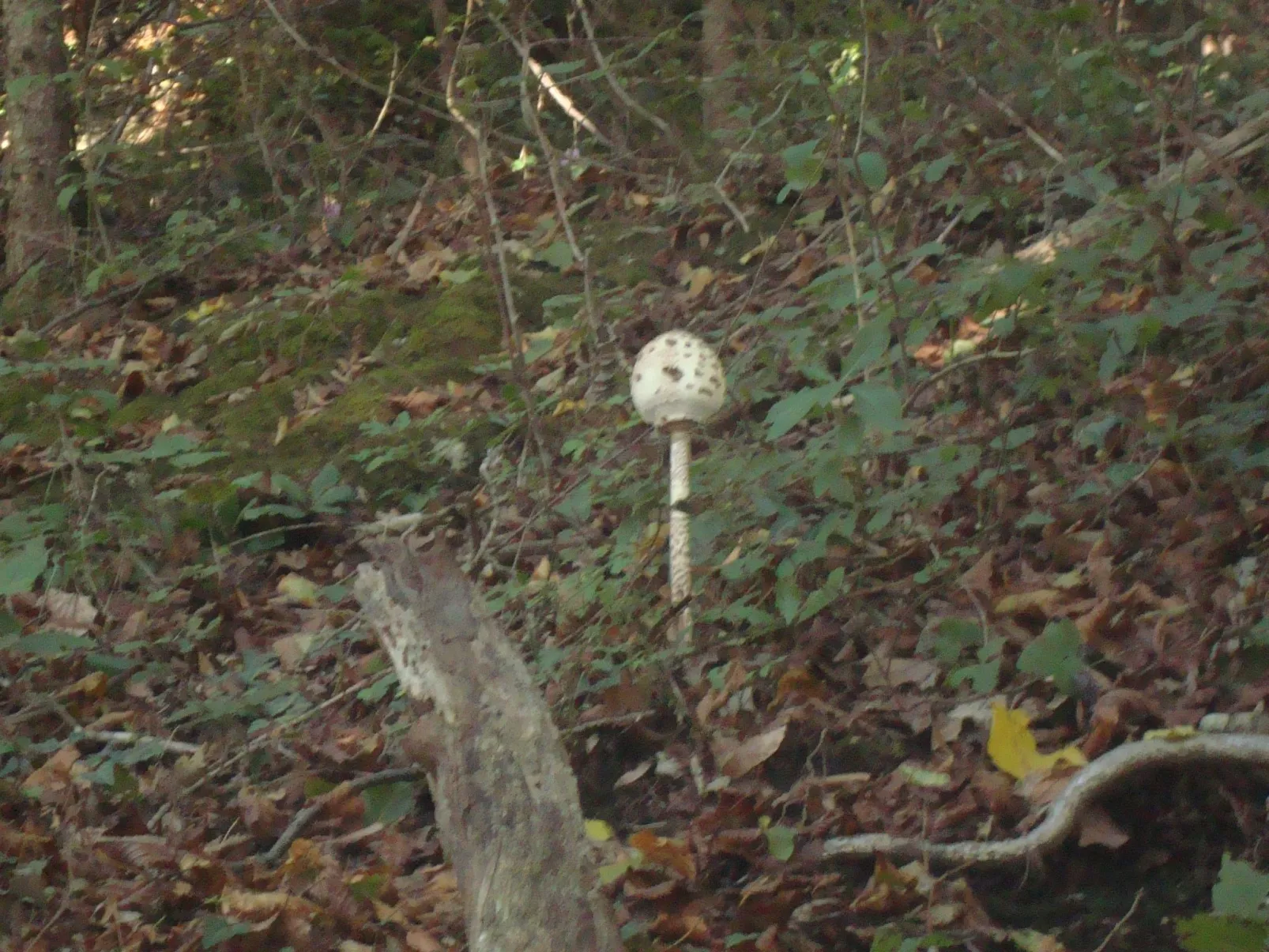 Mit Terrasse, Grill und Garten-Buiten