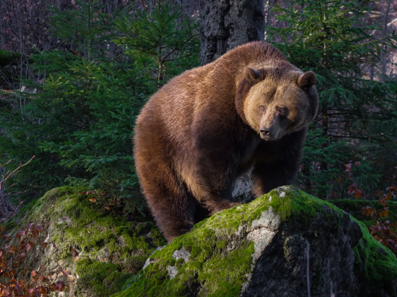 Landhaus Wildfeuer-Buiten