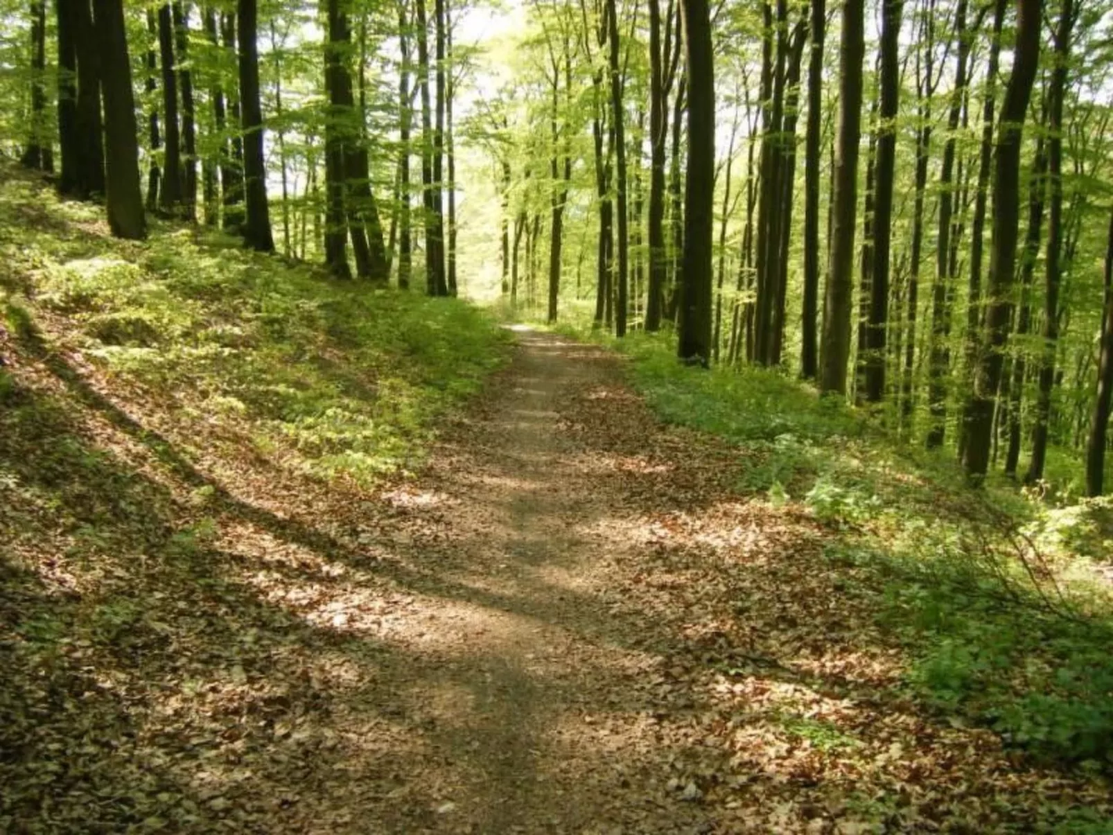 Rübezahl am Diemelse-Buiten